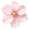 🌸
