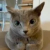 😾