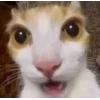 🤩