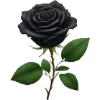🌹