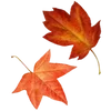 🍂