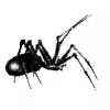 🕷