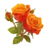 🌹
