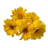 💛