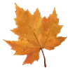 🍁