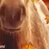 🎃