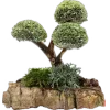 🌳