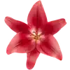 🌺