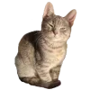 🐈