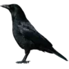 🐦