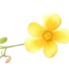 🍋