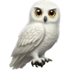 🦉