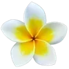 🌼