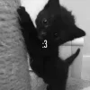 🥺