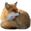🦊