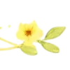 🍋