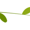 🌿