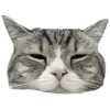 🐈