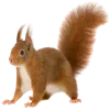 🐿