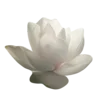 🪷