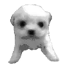 🦴