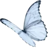 🦋