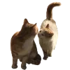 🐈