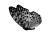 🦋