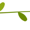 🌿