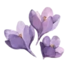💜