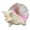 🐚