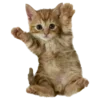 🐱