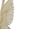 🪽