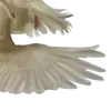 🪽
