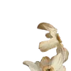 🪷