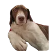 🐶