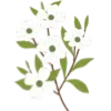 🌼