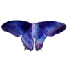 🦋