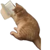 🐱