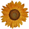 🌻