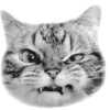 🐈