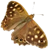 🦋