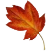 🍁