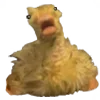 🦆
