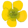 🌼