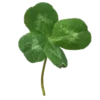🍀