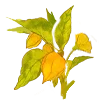 🌾
