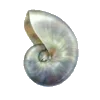🐚