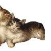 🐈