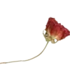 🌹